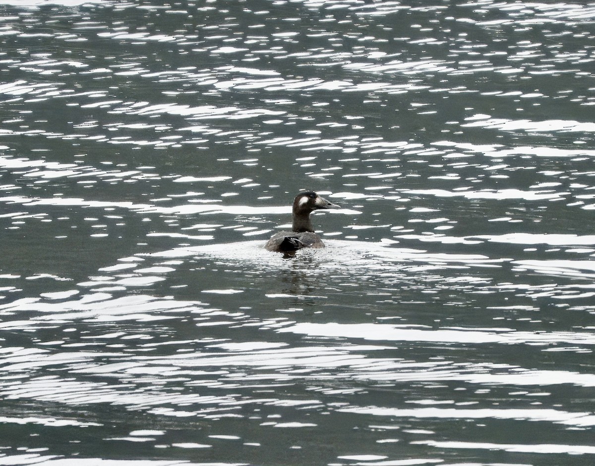 White-winged Scoter - ML645806309