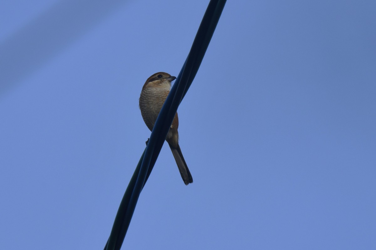 oksevarsler - ML645806310