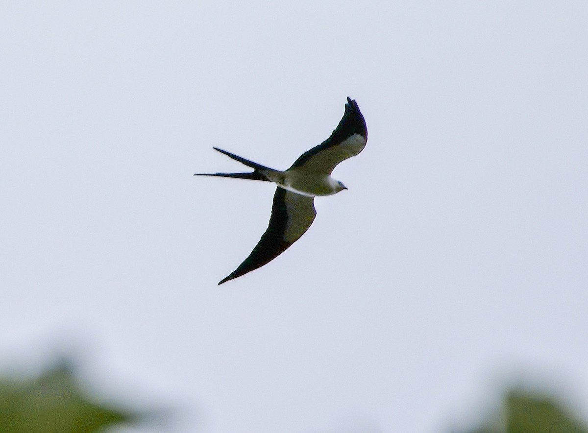 Swallow-tailed Kite - ML645806317
