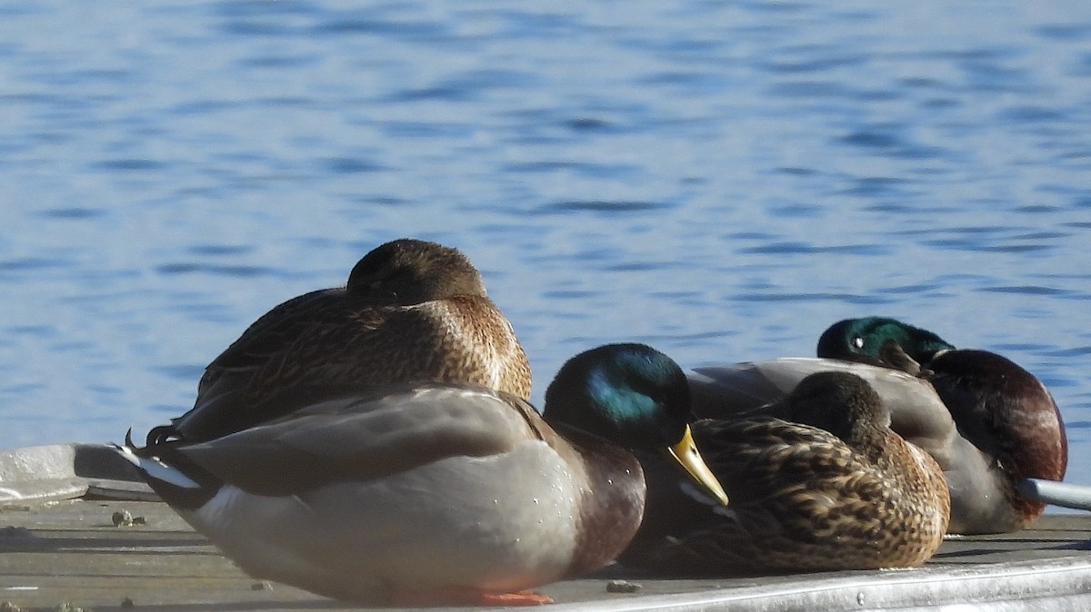 Mallard - ML645806325