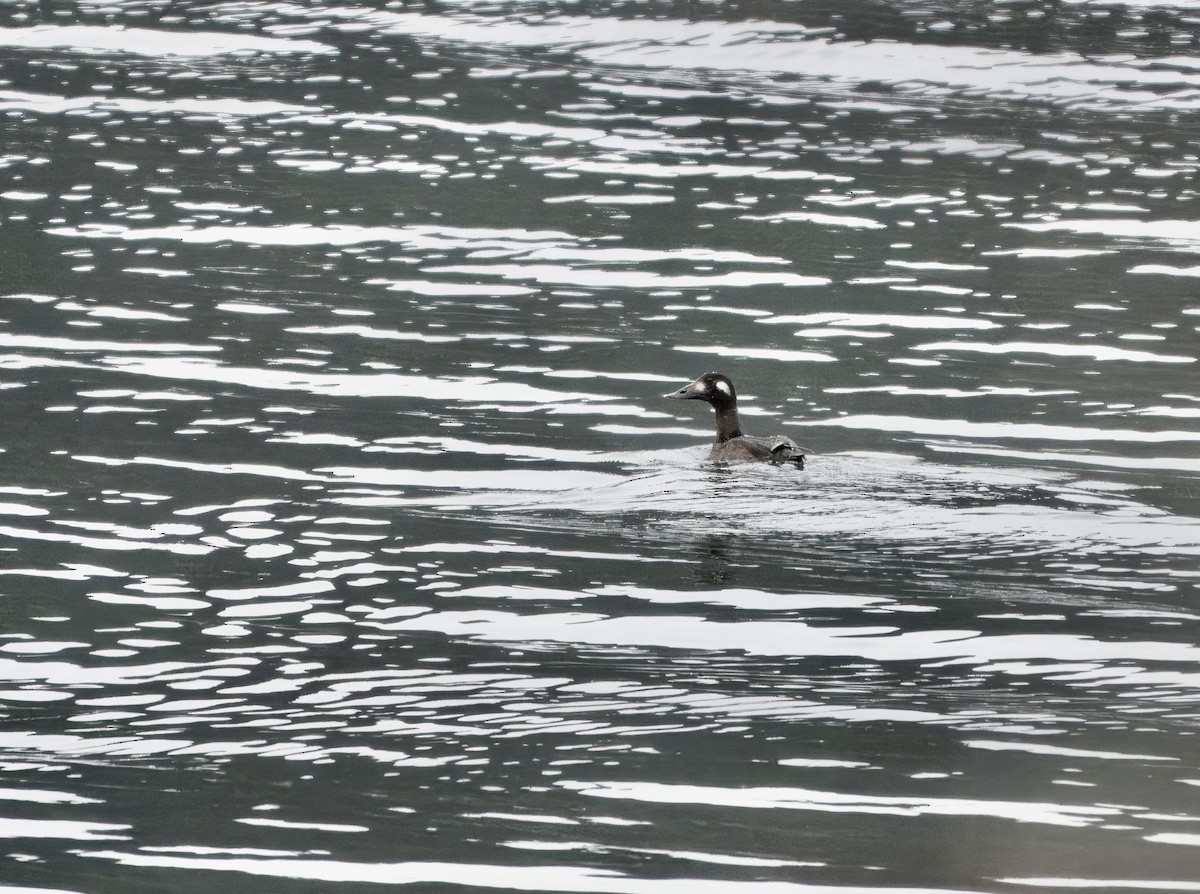 White-winged Scoter - ML645806326