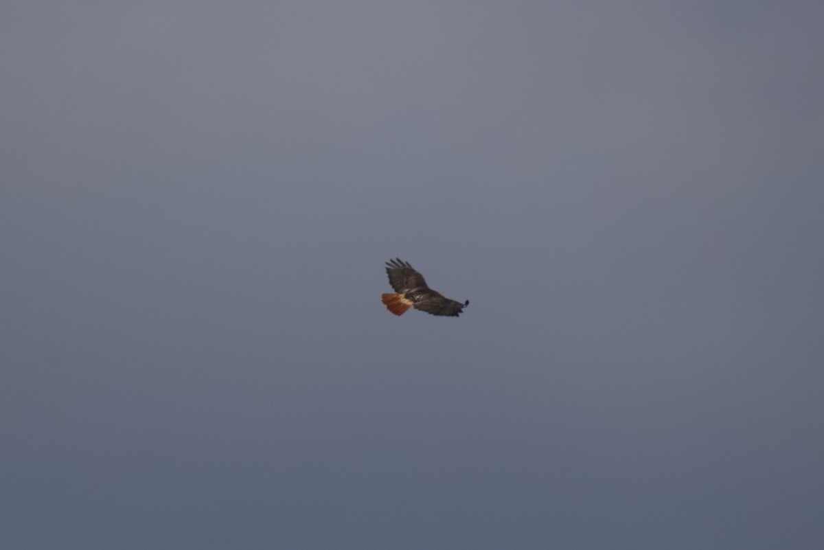 Red-tailed Hawk - ML645806329