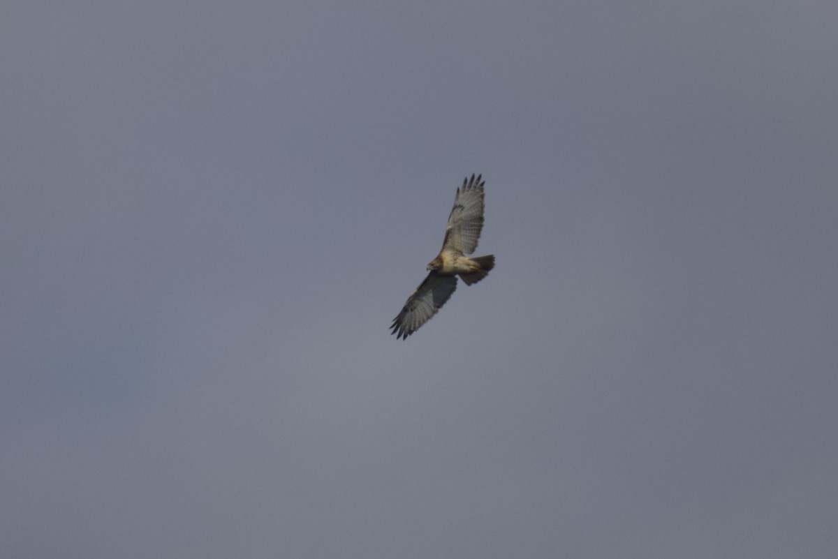 Red-tailed Hawk - ML645806330