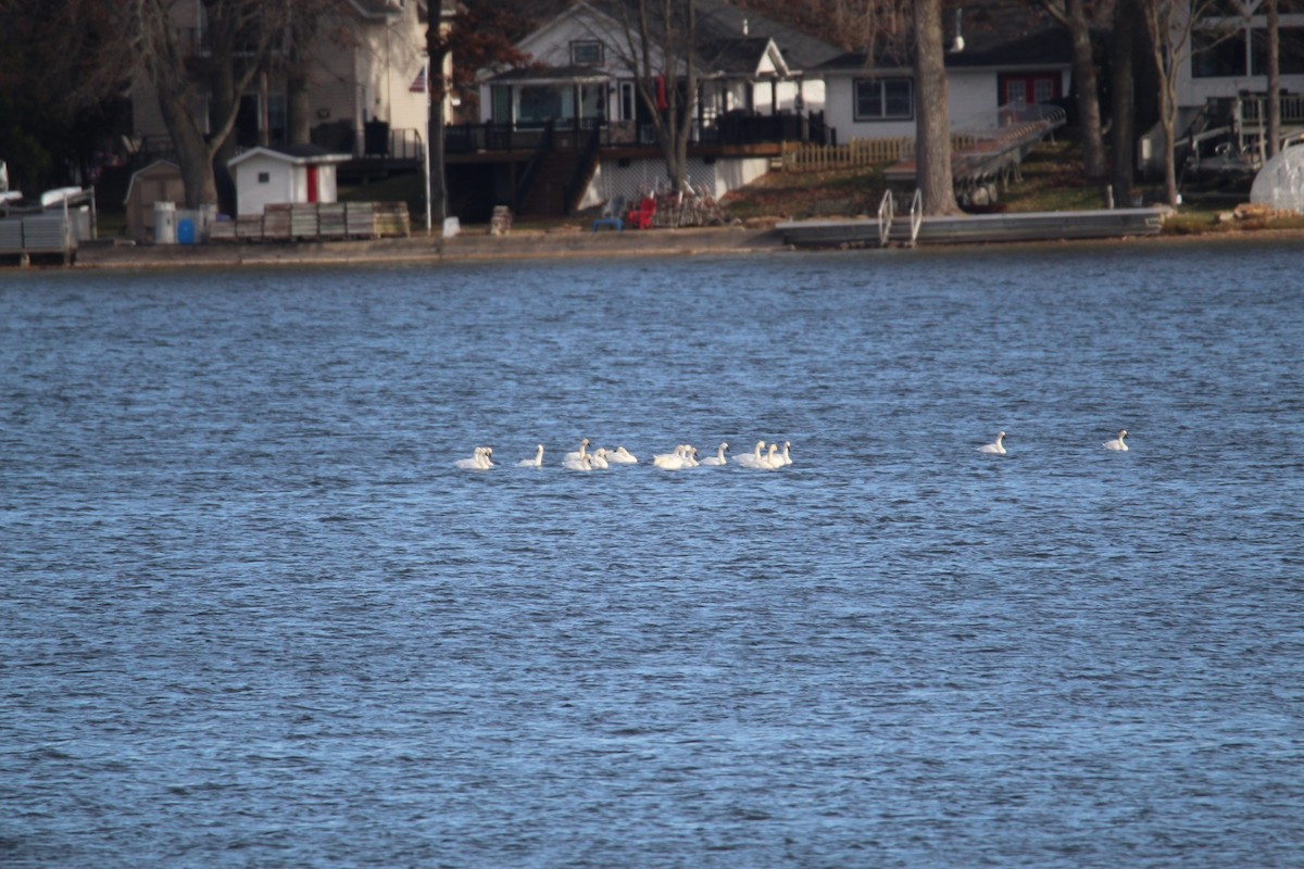 Tundra Swan - ML645806331