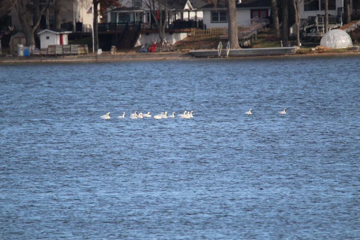 Tundra Swan - ML645806332