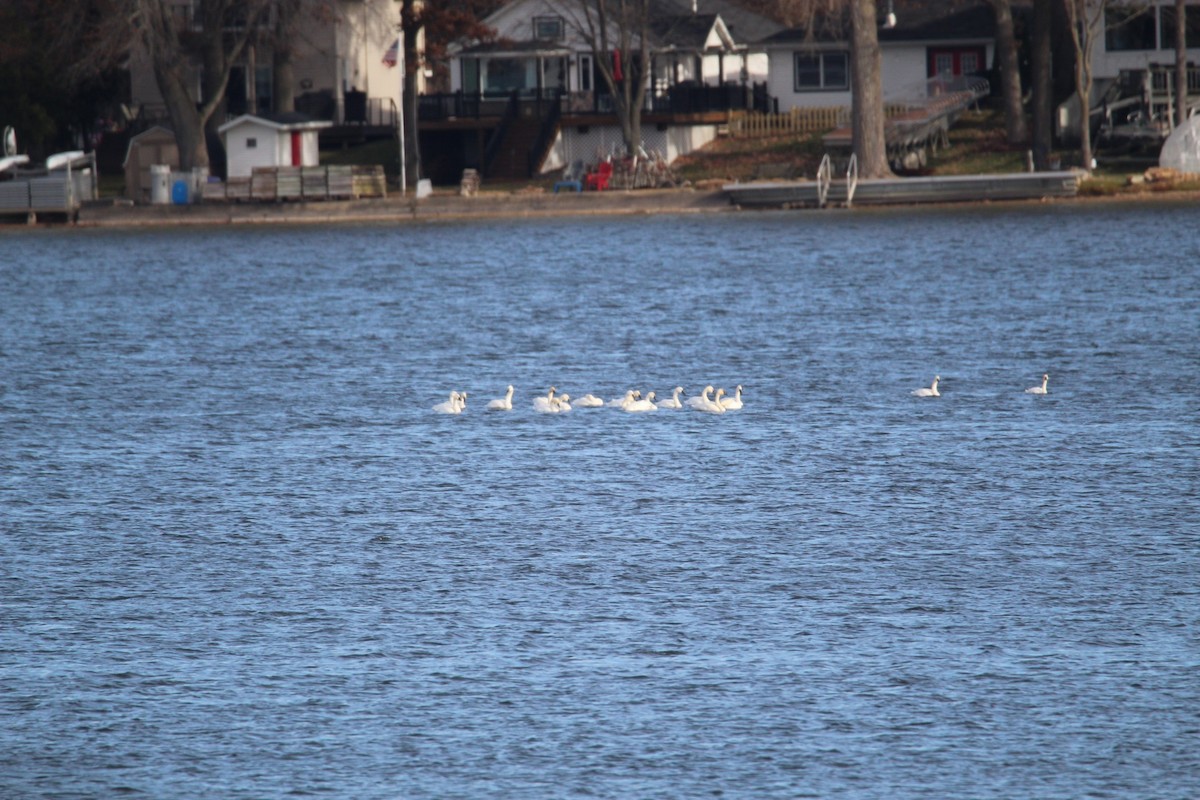 Tundra Swan - ML645806333