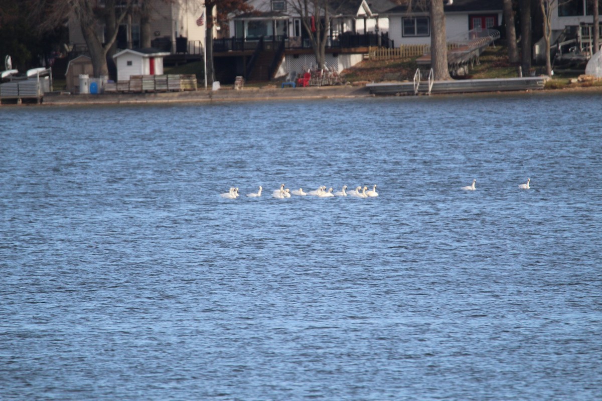 Tundra Swan - ML645806334
