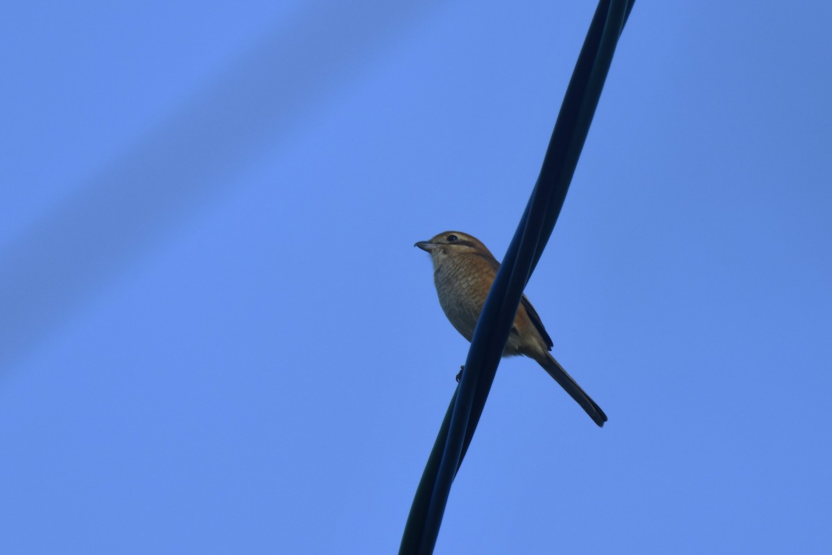 oksevarsler - ML645806336