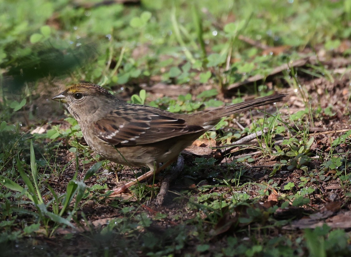 Golden-crowned Sparrow - ML645806337