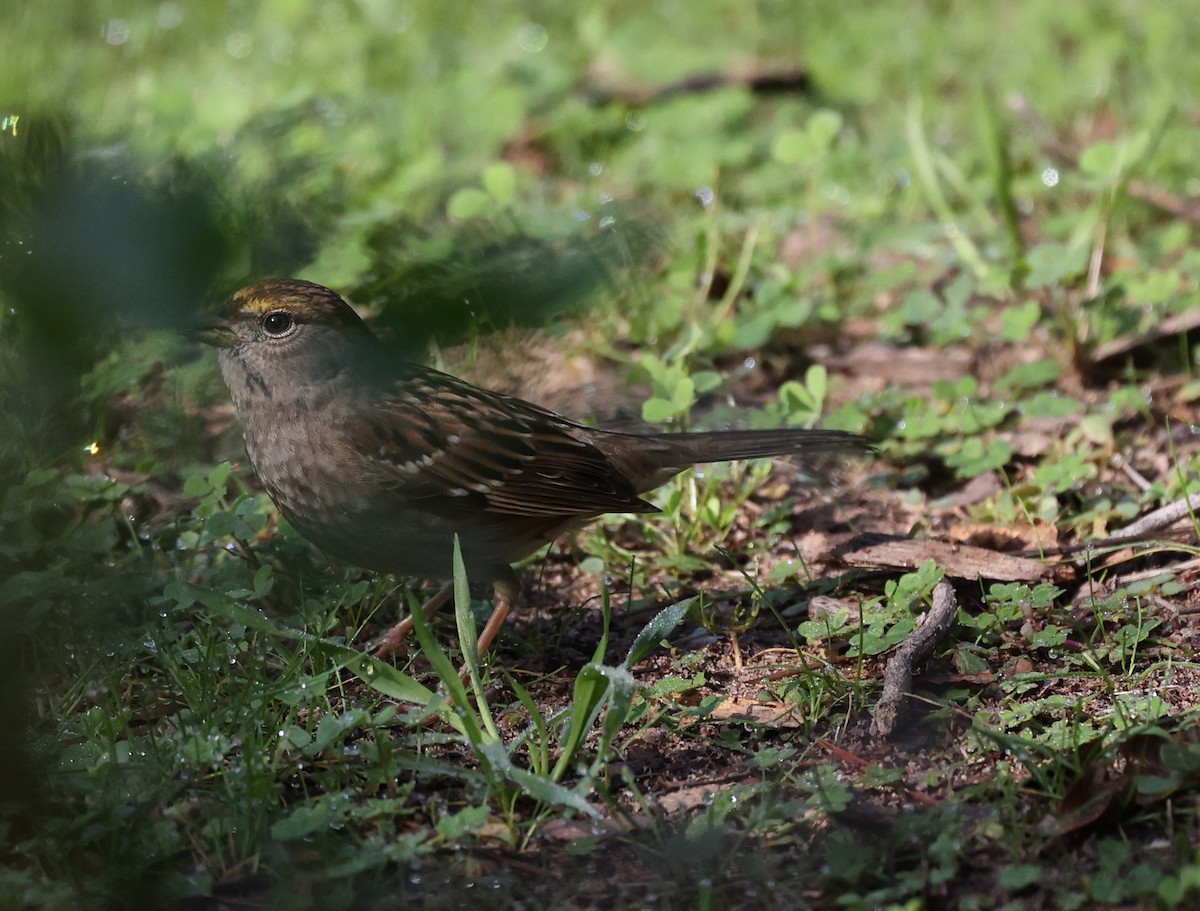Golden-crowned Sparrow - ML645806338