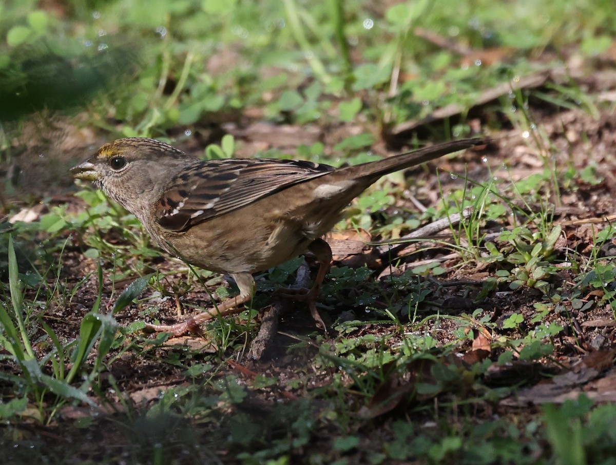 Golden-crowned Sparrow - ML645806339