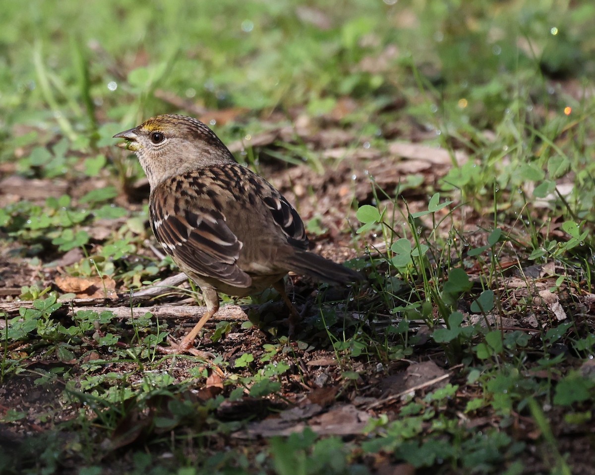 Golden-crowned Sparrow - ML645806340
