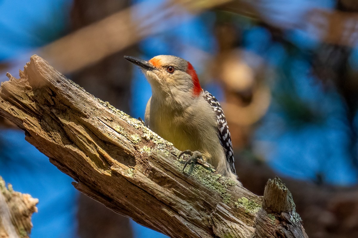 Red-bellied Woodpecker - ML645806344