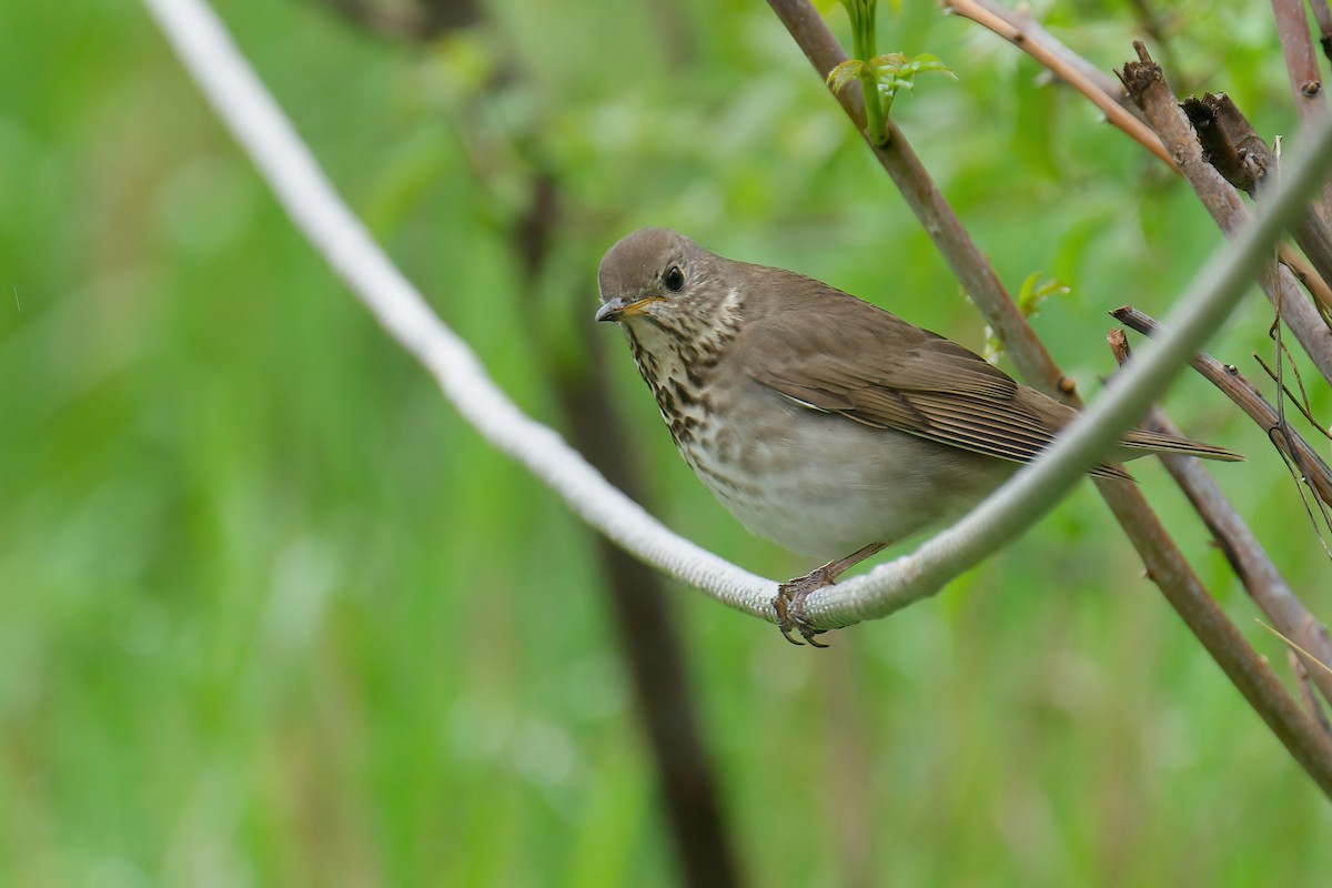 קיכלי אפור-לחי - ML645806345