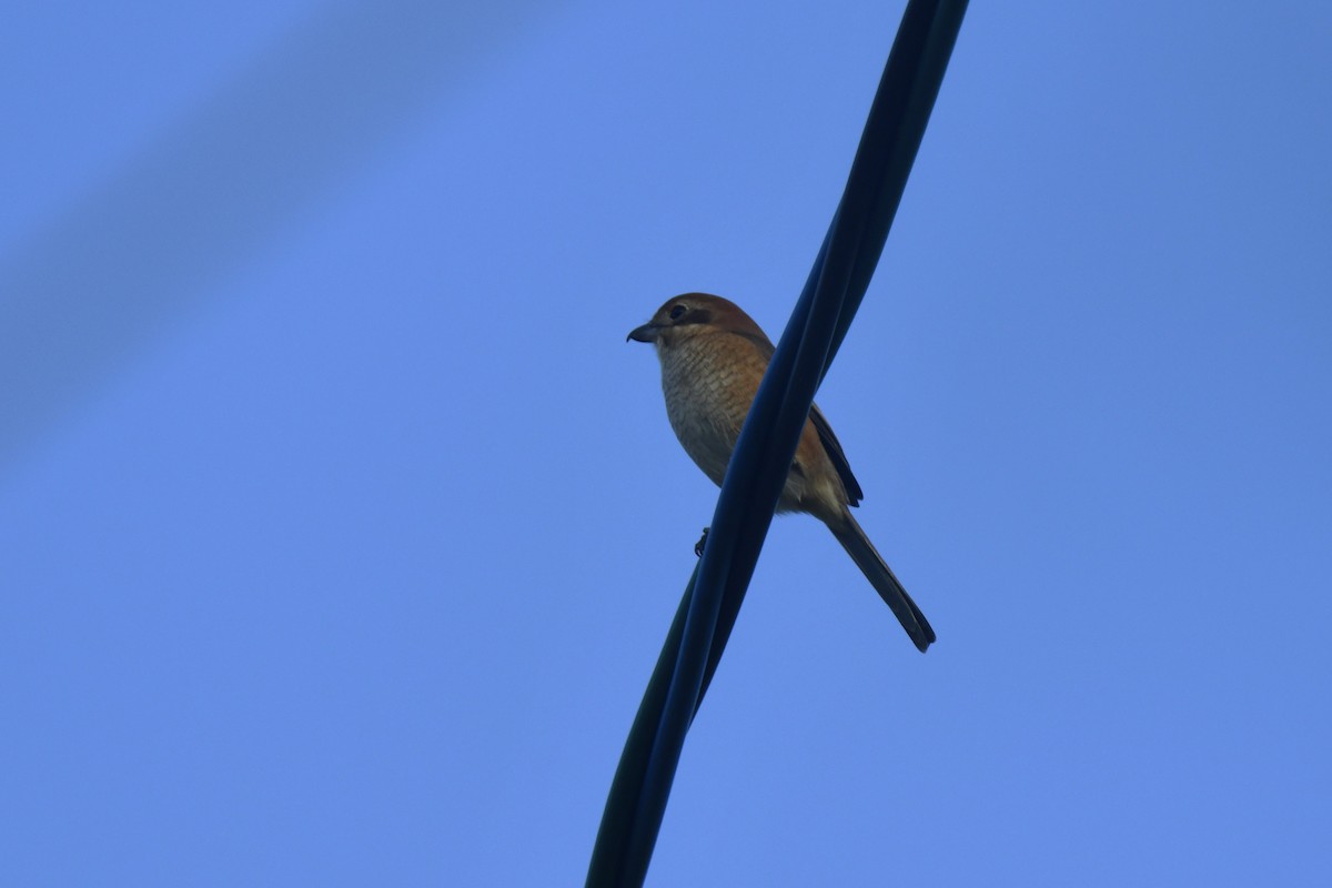 oksevarsler - ML645806360