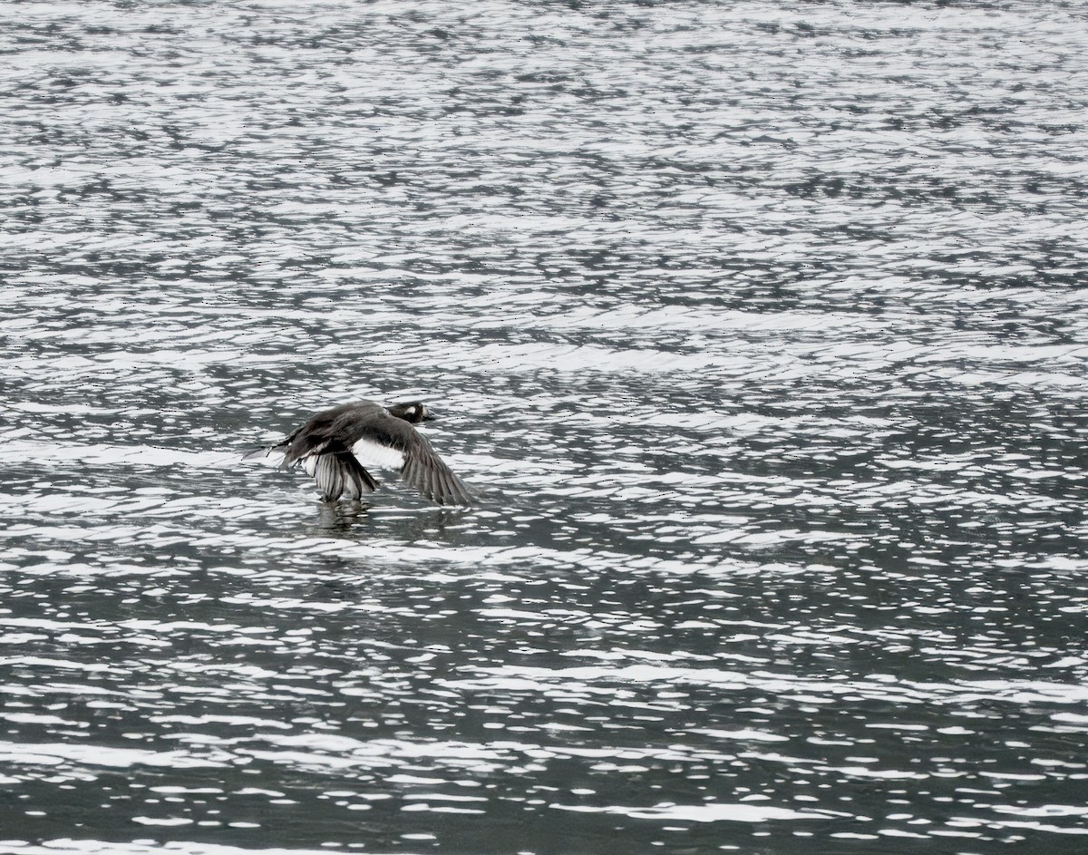 White-winged Scoter - ML645806366