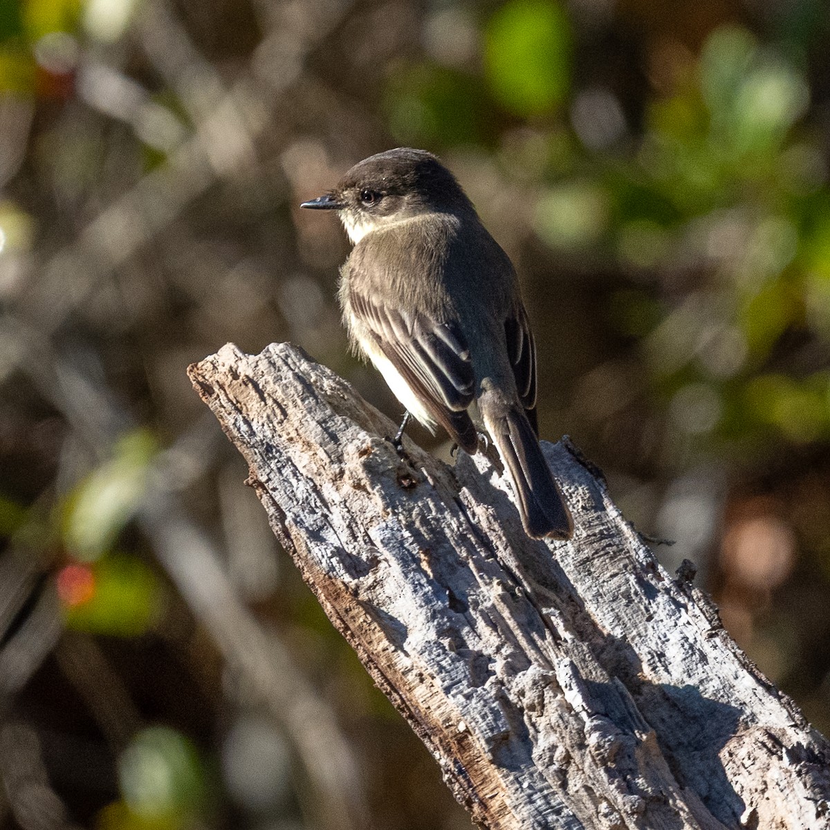 Eastern Phoebe - ML645806371