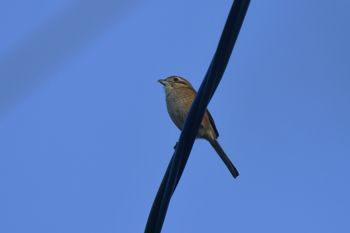 oksevarsler - ML645806373