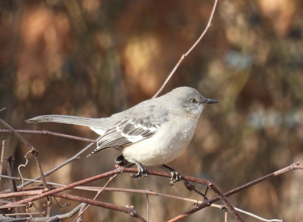 drozdec mnohohlasý - ML645806377