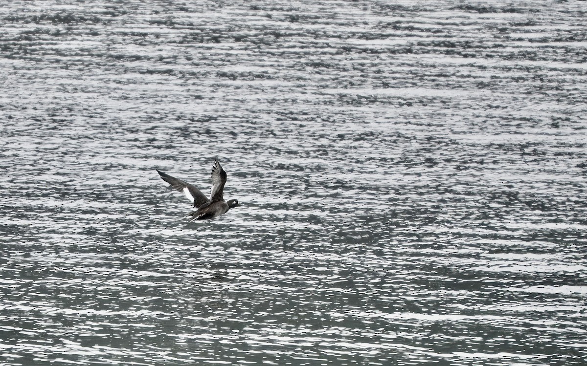 White-winged Scoter - ML645806382