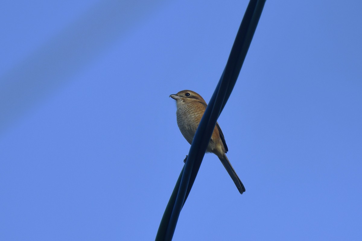 oksevarsler - ML645806383