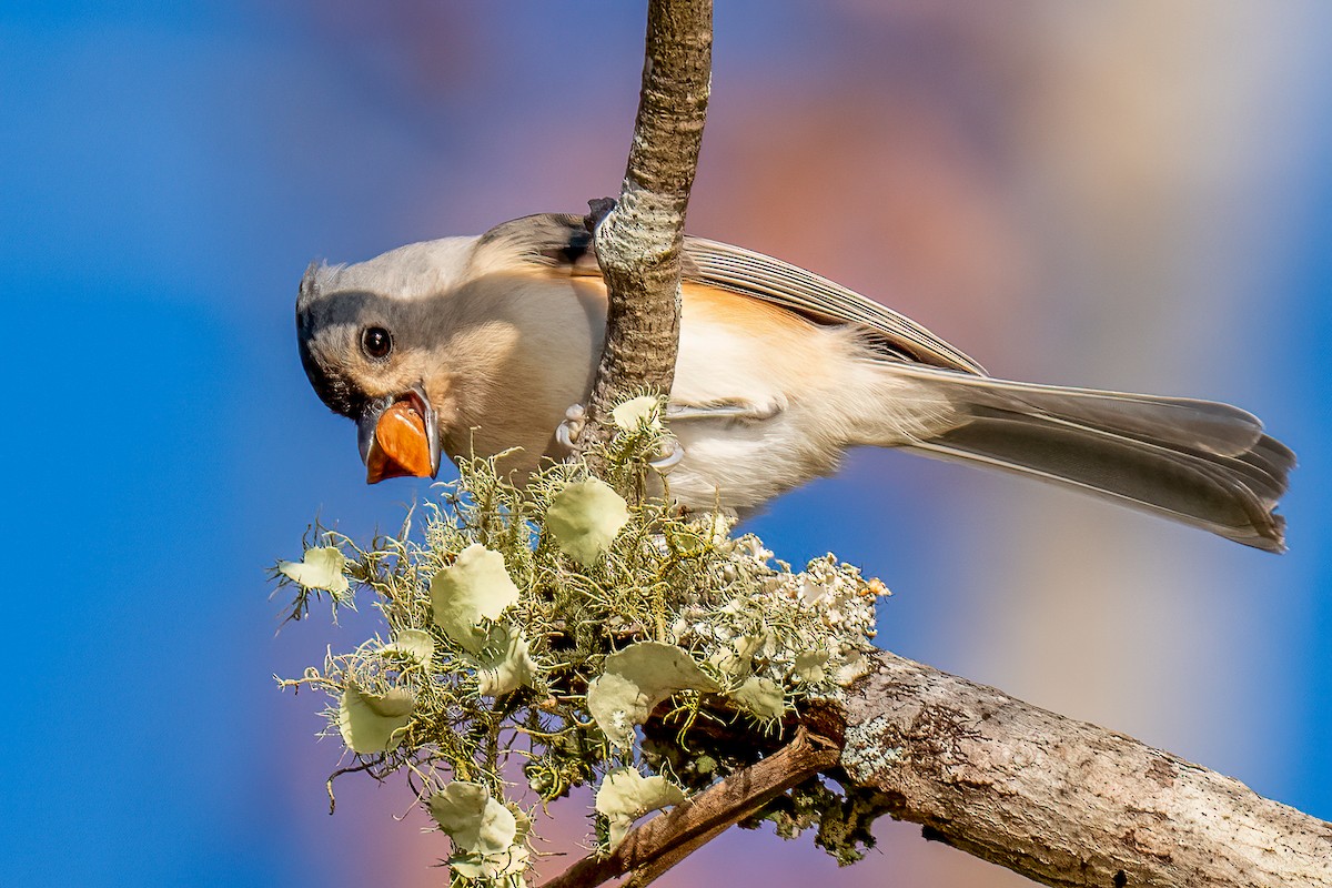 Tufted Titmouse - ML645806385