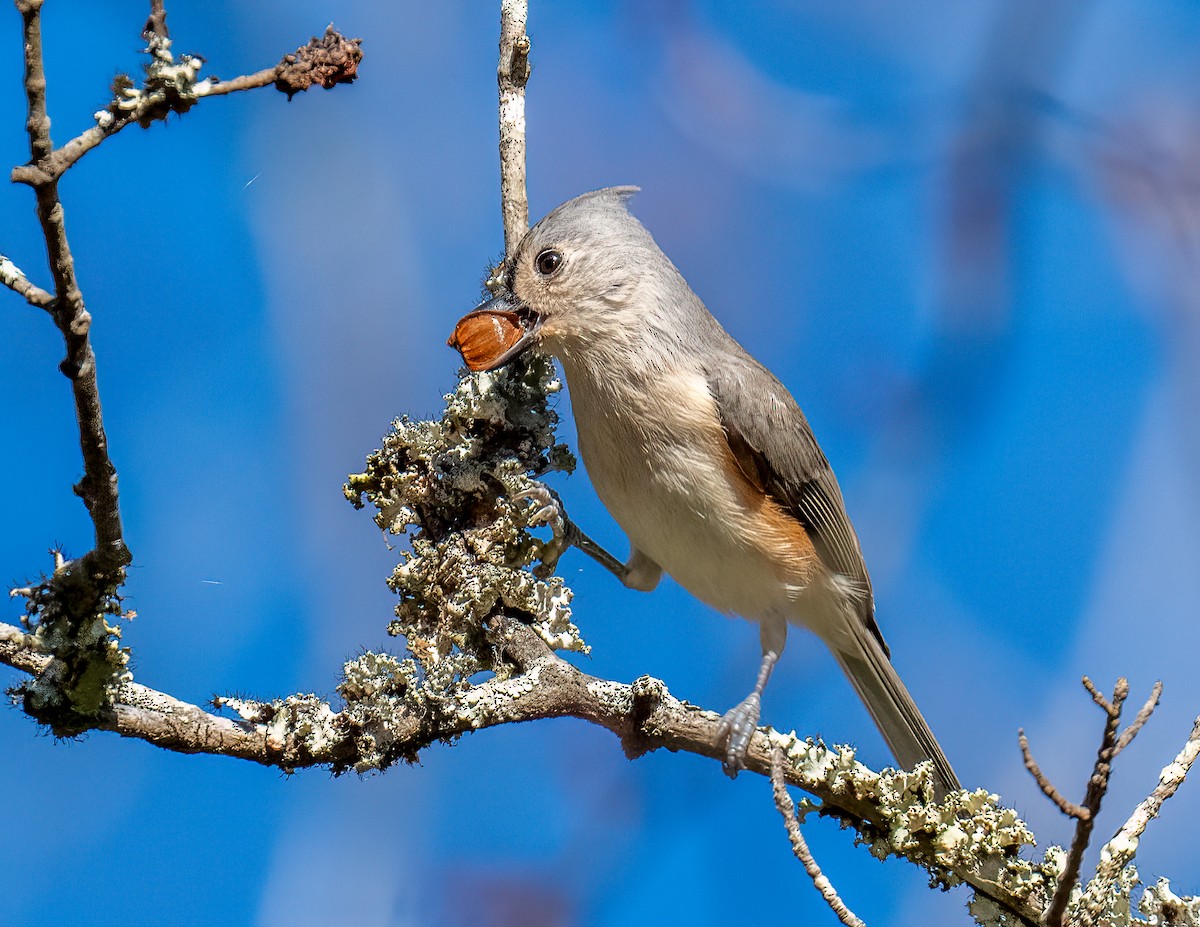 Tufted Titmouse - ML645806386