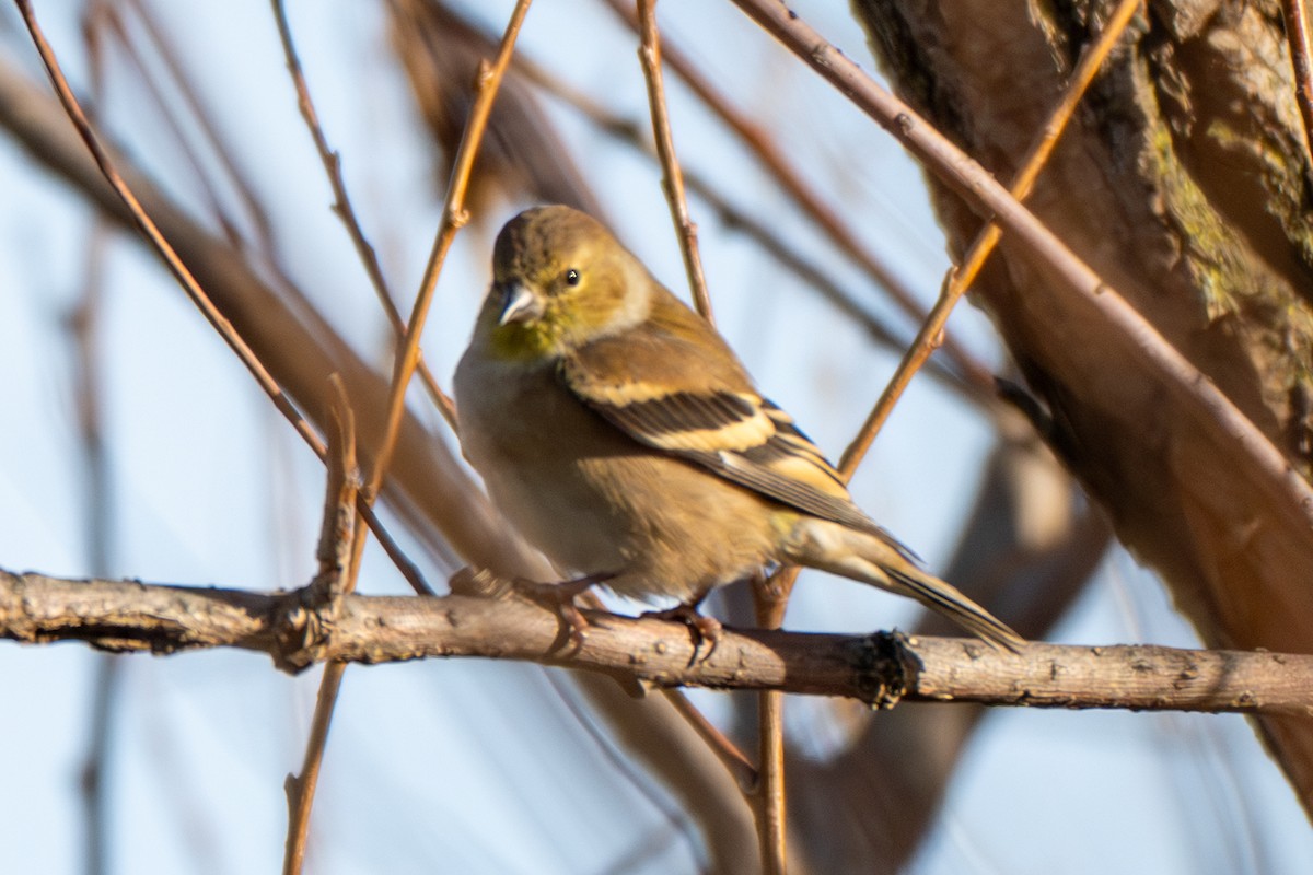 čížek žlutý - ML645806388