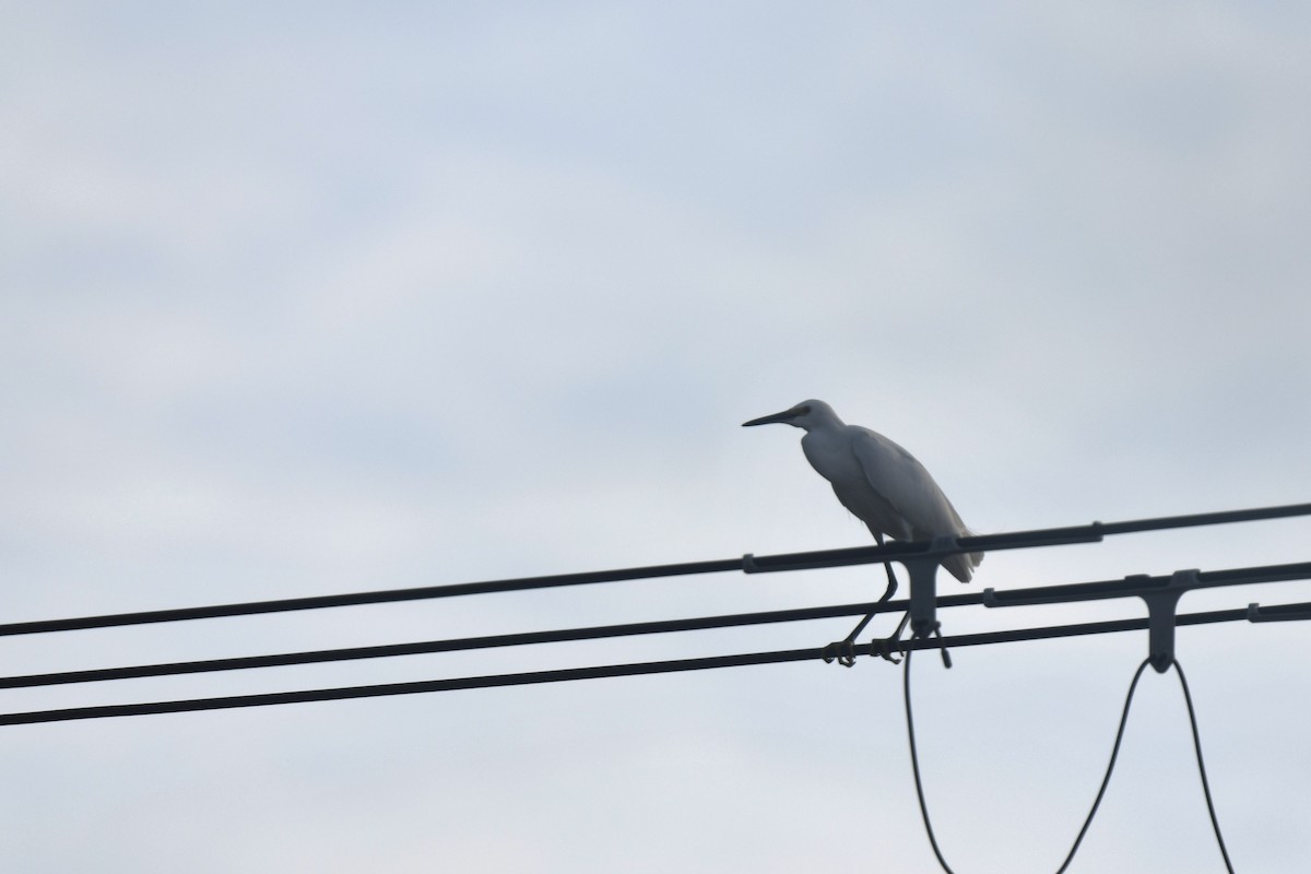 egretthegre - ML645806390