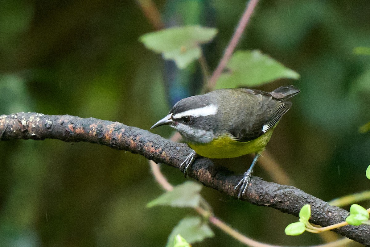 Sucrier à ventre jaune - ML645806391