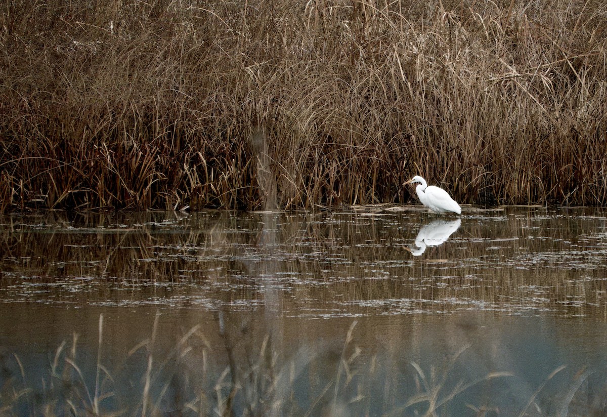 Garceta Grande - ML645806394