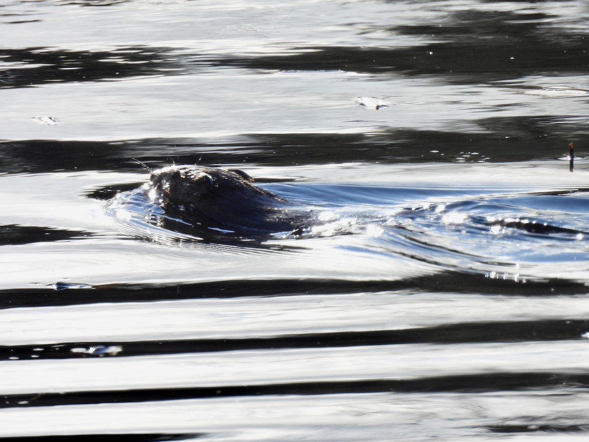 Animals - ML645806399