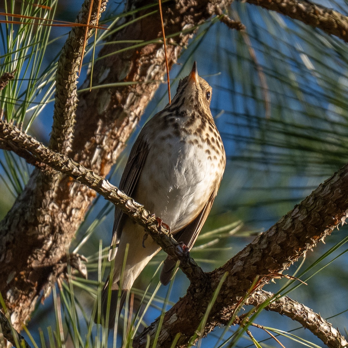 Hermit Thrush - ML645806400