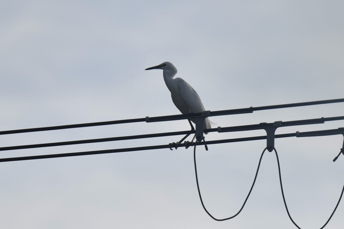 egretthegre - ML645806406