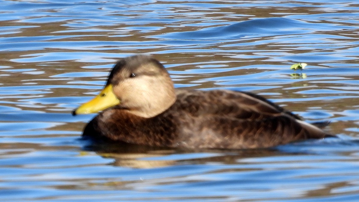 American Black Duck - ML645806413
