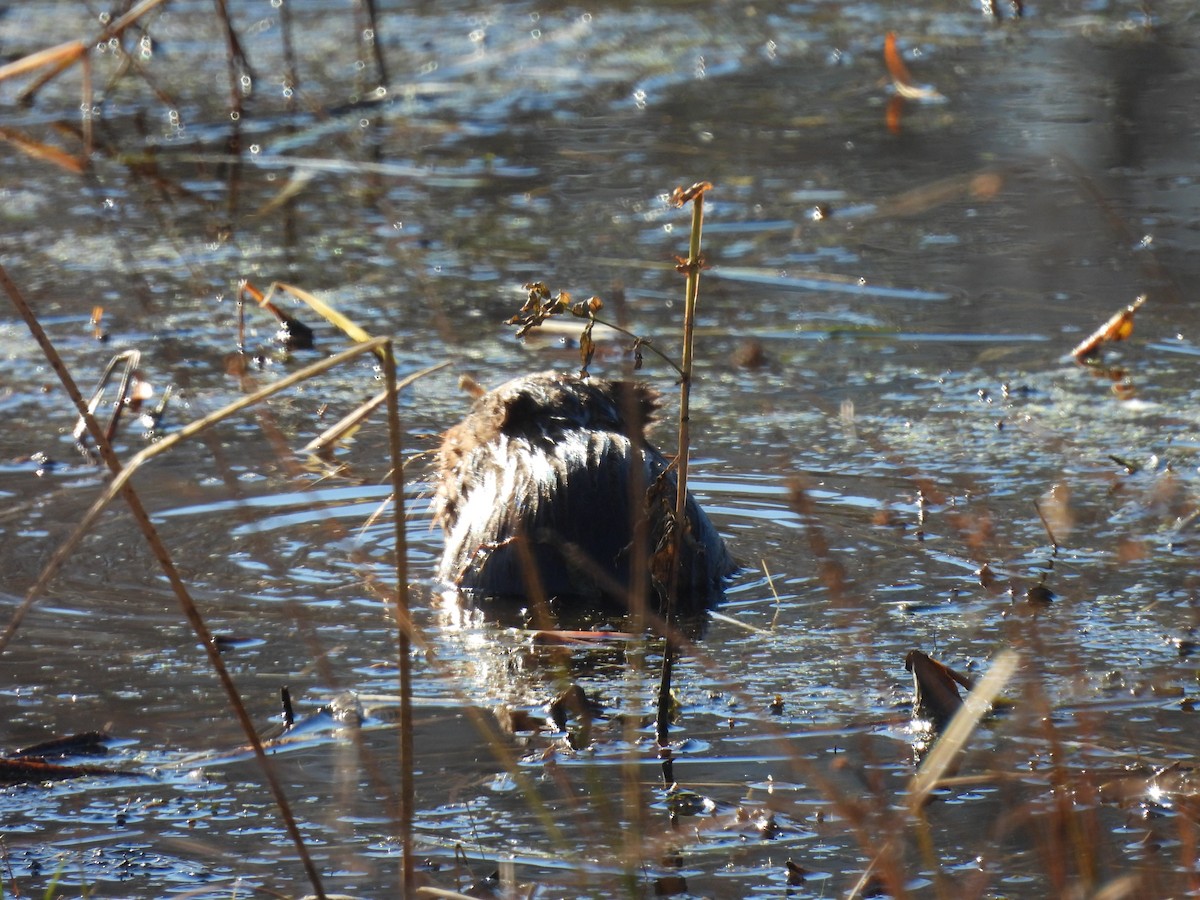 Animals - ML645806415