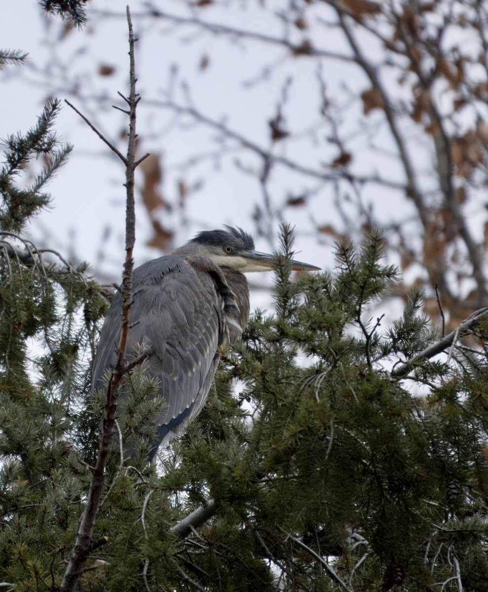 Great Blue Heron - ML645806419