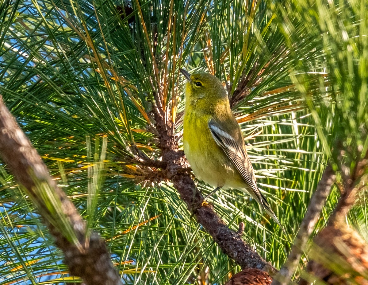 סבכון אורנים - ML645806420