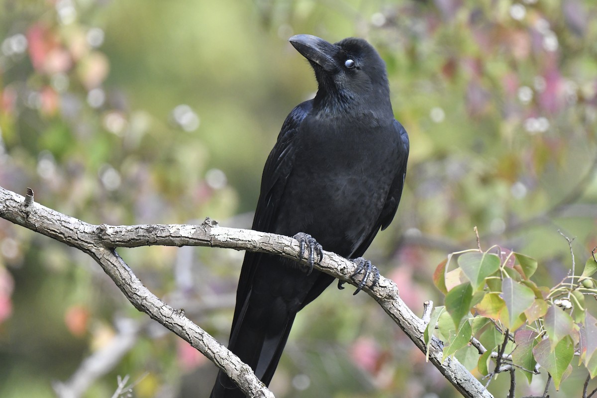 tykknebbkråke - ML645806421