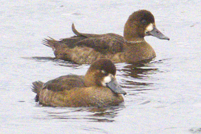 Lesser Scaup - ML645806423