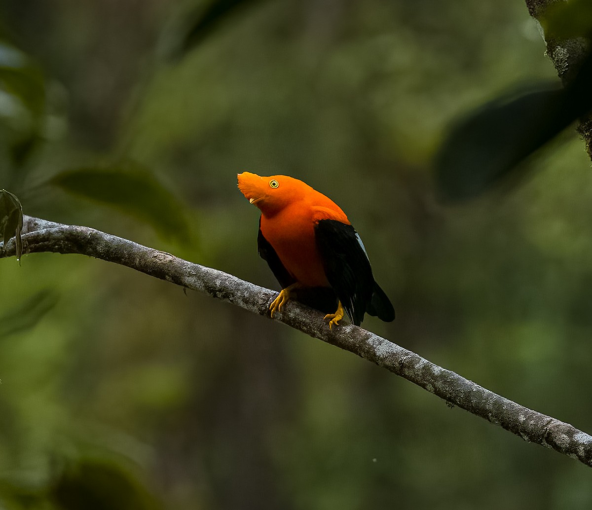 Andean Cock-of-the-rock - ML645806424