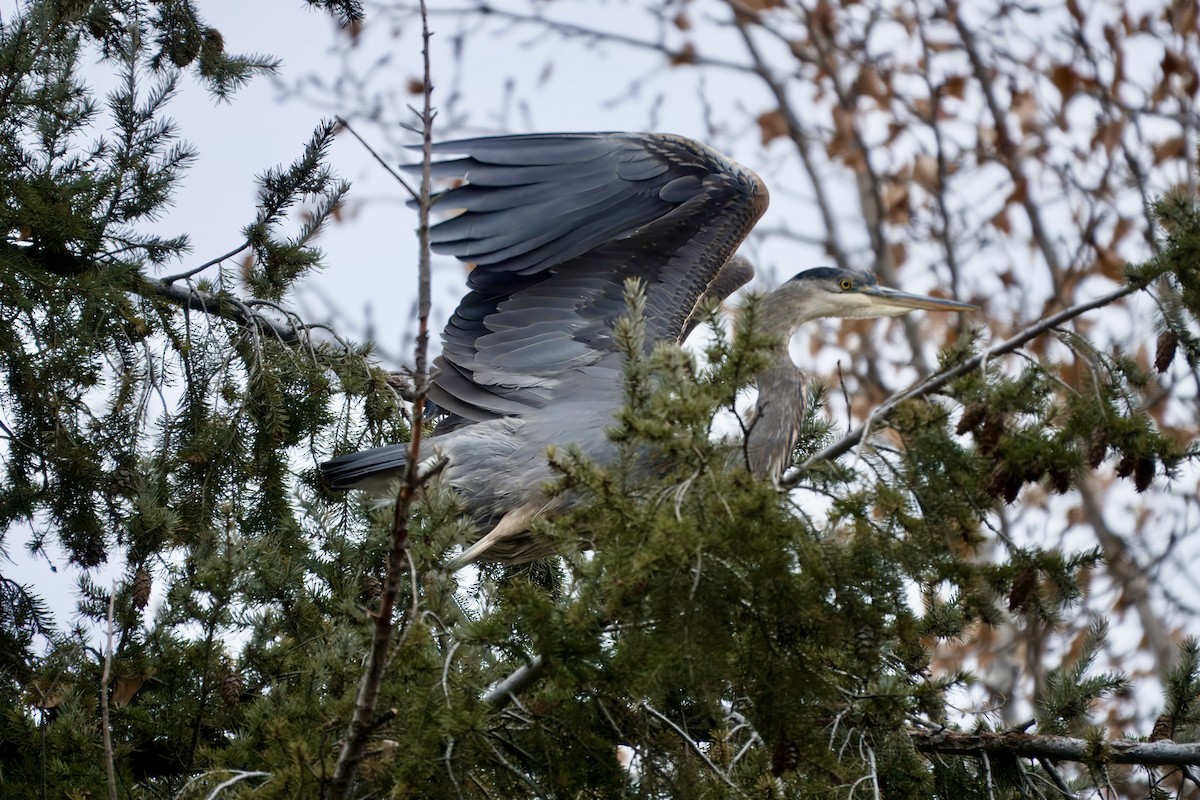 Great Blue Heron - ML645806433