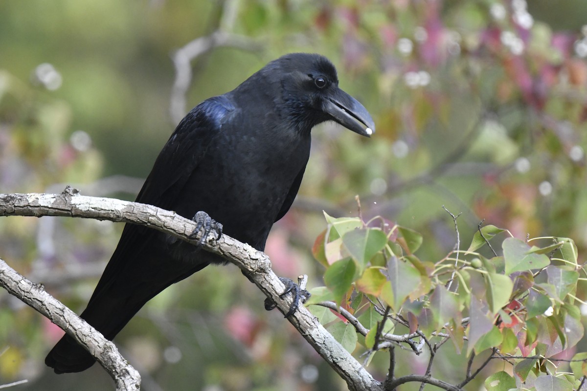 tykknebbkråke - ML645806435