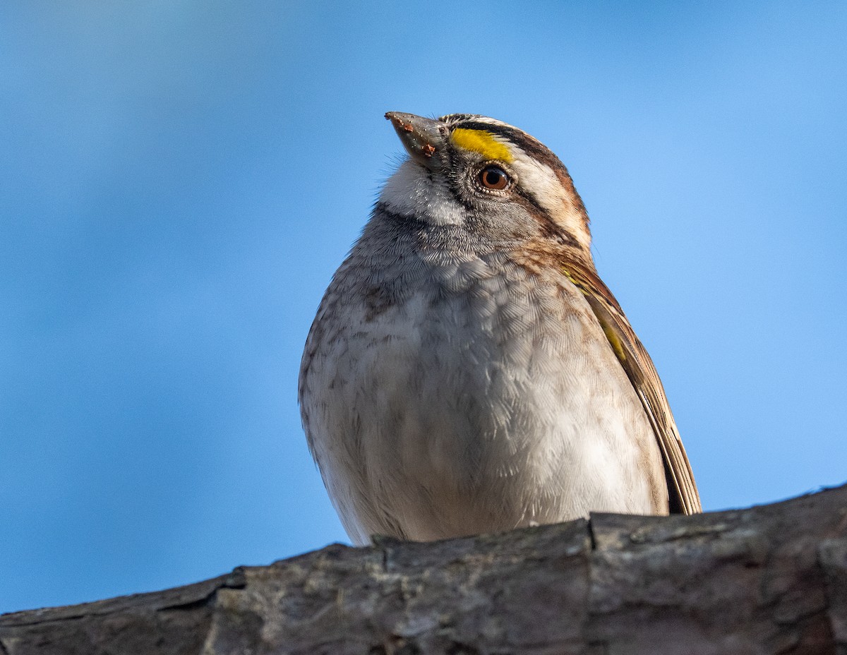 White-throated Sparrow - ML645806438