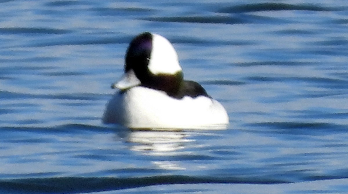 Bufflehead - ML645806439
