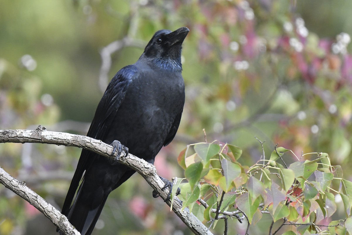 tykknebbkråke - ML645806449