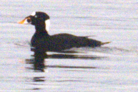 Surf Scoter - ML645806450