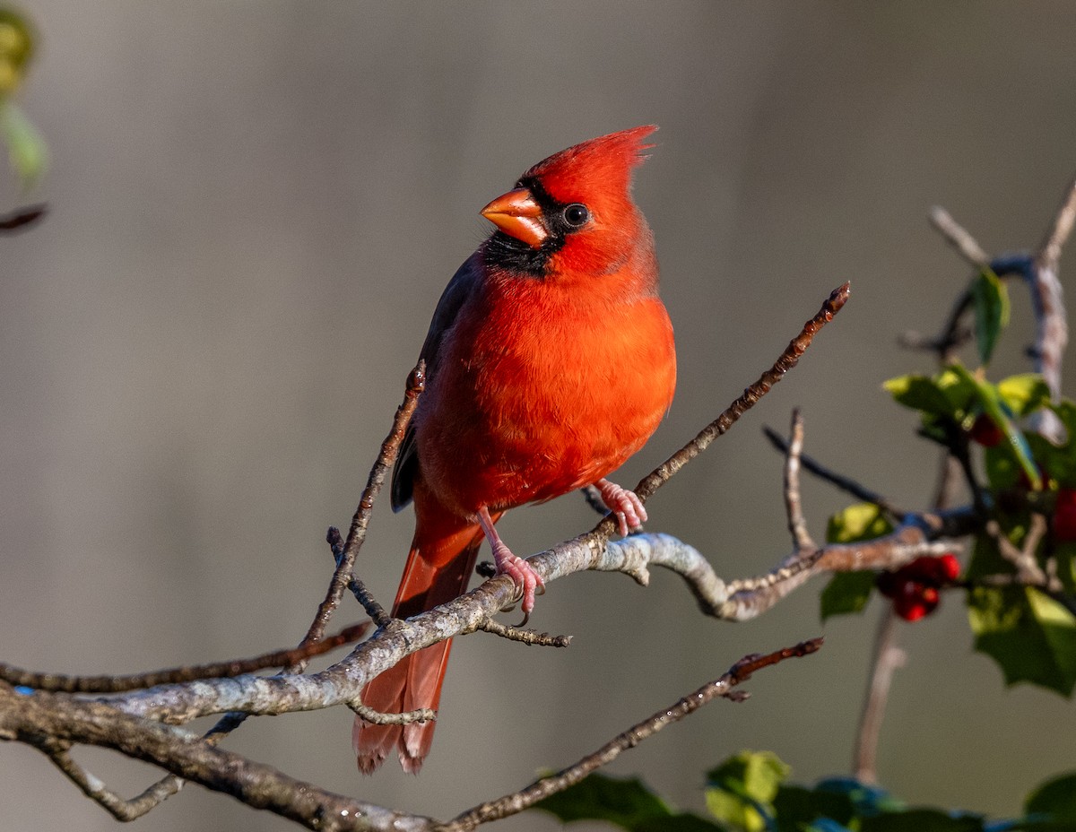 Northern Cardinal - ML645806452