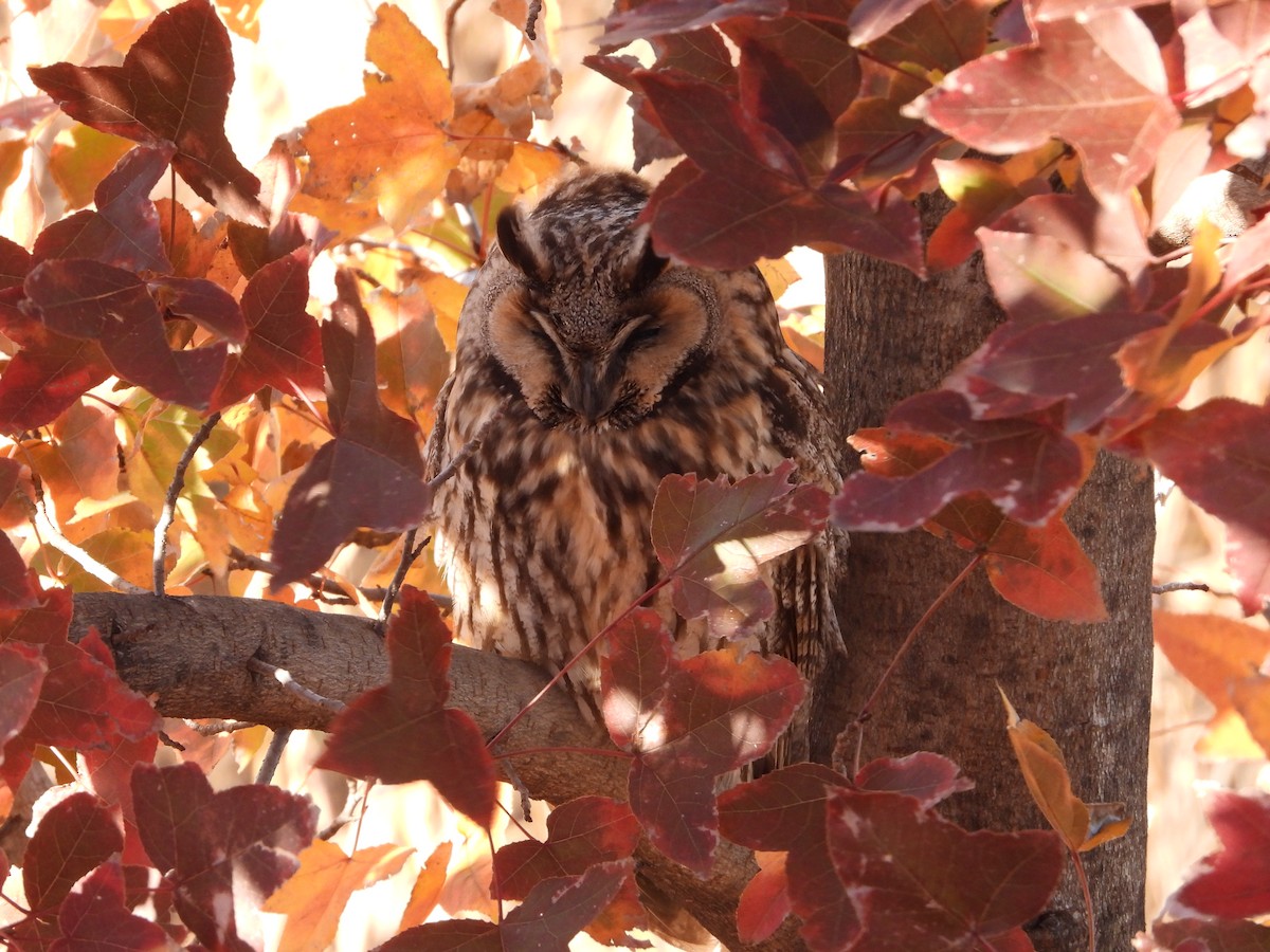 hornugle - ML645806456