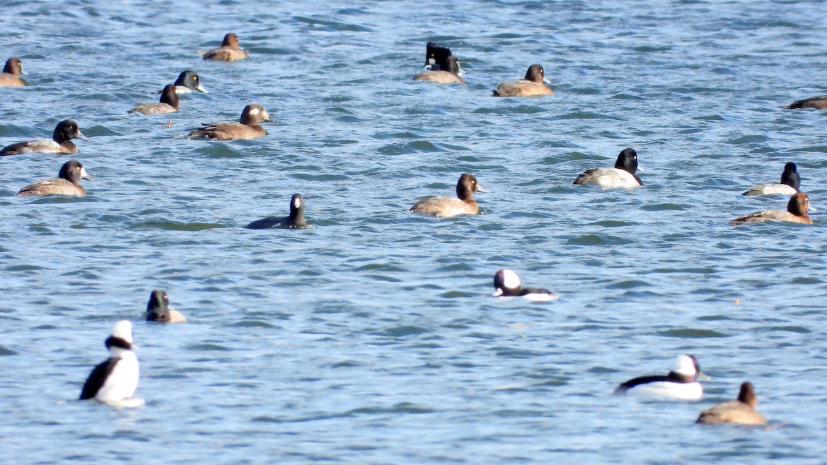 Bufflehead - ML645806457